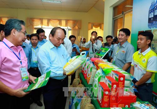 Đổi mới toàn diện ngành sản xuất lúa gạo